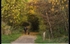 04 Sharon Owen_Autumn walk