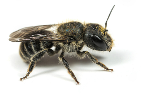 [i]Osmia caerulescens[/i] female on a white background. Staffordshire garden, June 2015.