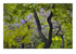 Jacarandas