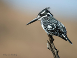 Pied Kingfisher 2