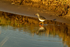 Redshank - Donna Nook