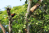 Montezuma Oropendola, Tortuguero, Costa Rica
