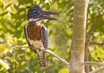 Giant Kingfisher