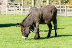 Donkey - DSC_0918