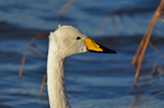Whooper Swan