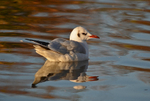 Black-headed Gull