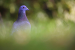 Pigeon brandon hill nature reserve_09432