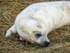 Atlantic Grey Seal
