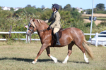 Class 3: Working Hunter 70cm portfolio