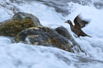 Harlequin Duck (female) flapping wings, River Laxa, Iceland