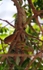 FLR009: Green Iguana