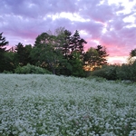 Queen Anne's Lace