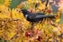 Male Ring Ouzel