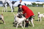 Parade of Hounds portfolio