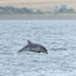 Bottlenose Dolphin breaching, Chanonry Point, Scotland