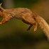Jumping Squirrel