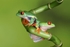 Red Eye Tree Frogs 2