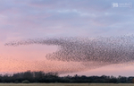 Starling Murmurations, Avalon Marshes_GS1120