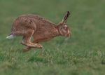 Brown Hare