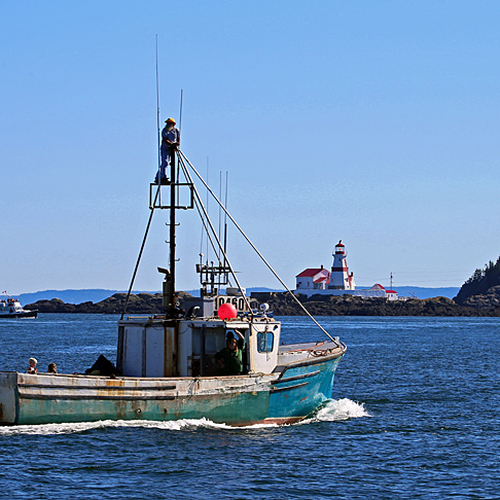 Whale watching boats start to congregate near East Quoddy Lighthouse off Campobello Island, New Brunswick.