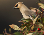 WAXWINGS (ww 08)
