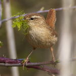 Wren portfolio