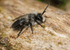 Andrena cineraria (m)