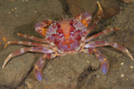 Liocarcinus depurator