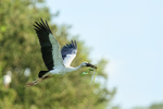 Flying Asian Openbill with foliage, Gao Giong, Vietnam