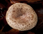 Beech Milkcap (01)