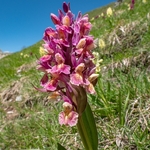 Elderflower Orchid (Dactylorhiza sambucina) 
