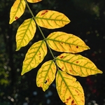 Autumn leaf colour of Wisteria (Wisteria sinensis)