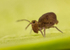 Dicyrtoma fusca