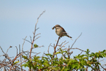 Red-backed Shrike