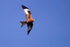 Red Kite - Farmland