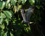Snail Kite (male) takes off, Panama