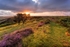 Sunshine on the Moorland