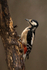 Great-spotted Woodpecker