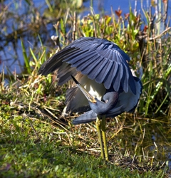 Tricolored Heron _0030