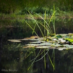 Landscape-083