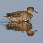 Teal (female) reflection