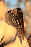 Wood Stork pair, Wakodahatchee Wetlands, Florida
