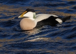 Eider Duck
