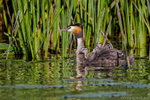 Great Crested Grebe (Podiceps cristatus) juveniles riding on bac