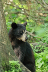 Black Bear by tree trunk, Minnesota, USA