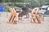 BPP_6641