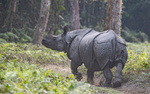 Rhino