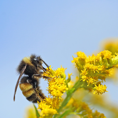 Yellow-banded bumblebee