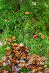 A bed of moss