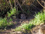 Brown Rat